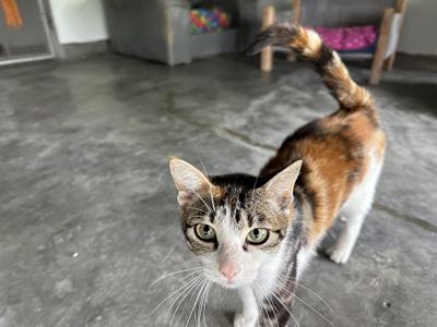 Cats and dogs needing homes