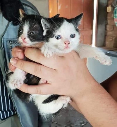 Kittens up for adoption