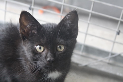Kittens galore at the SPCA
