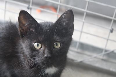 Kittens galore at the SPCA