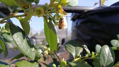Orchards abuzz with bees