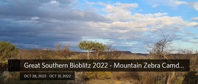 Join BioBlitz to find and identify species in Camdeboo