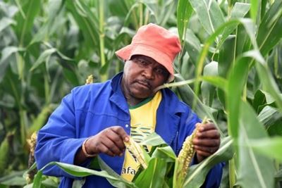 Why land reform fails – but not in the WC