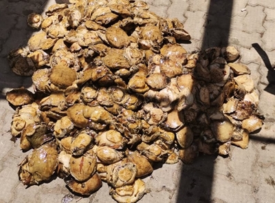 Arrests made for abalone possession 