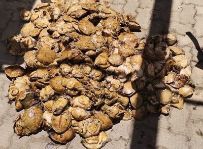 Arrests made for abalone possession 