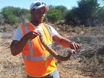It's sssnake season