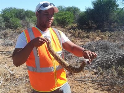 It's sssnake season