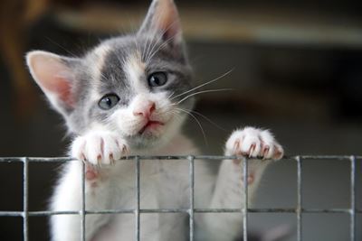 Please have cats sterilised