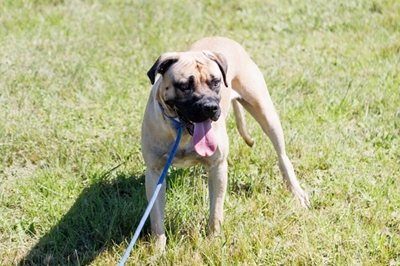 Meet Oscar – A gentle soul in need of a forever home 