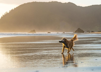 Dogs on the sand area of beaches detrimental to Blue Flag status