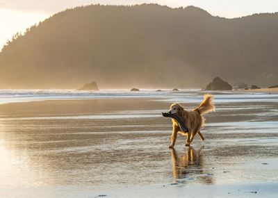 Dogs on the sand area of beaches detrimental to Blue Flag status