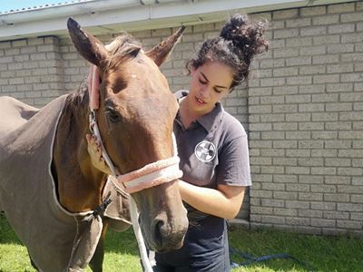 Lucky horse gets second chance