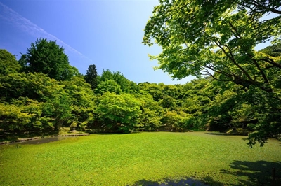 The secrets to a lush lawn