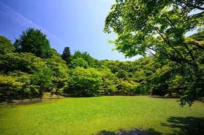 The secrets to a lush lawn