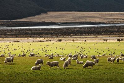 Clampdown on stock theft