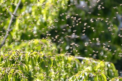 Horrific bee attack in Edenvale kills 6 dogs, terrifies residents
