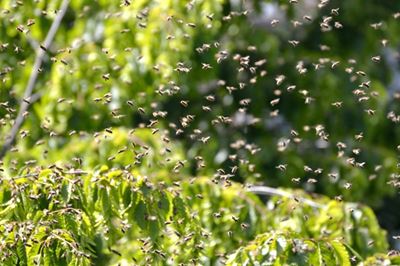Horrific bee attack in Edenvale kills 6 dogs, terrifies residents