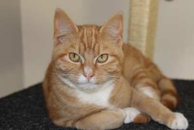 Pets available at the SPCA