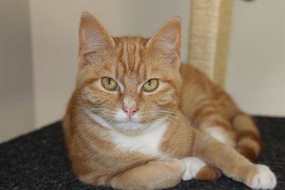 Pets available at the SPCA