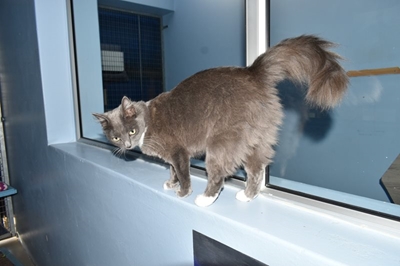 Litterbox-trained cat needs loving home