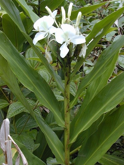 Alien invasive plants: White Ginger Lily
