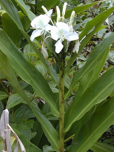Alien invasive plants: White Ginger Lily