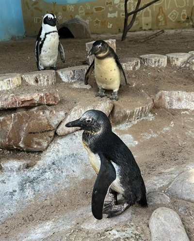 Plett penguin rescue highlights plight