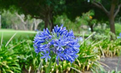 5 Must-have indigenous plants for a water-wise garden