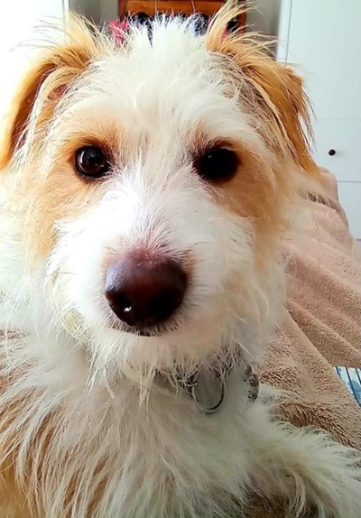 Pooch turns from a fiend into a friend
