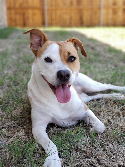Understanding pit bull terriers
