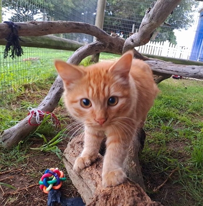 Give a pet a home