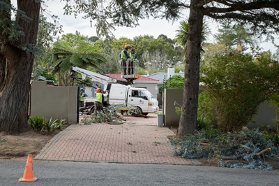 Cutting of trees