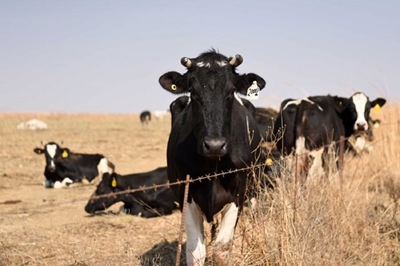 Estina dairy project: Ex-Cabinet minister due in court on corruption charges