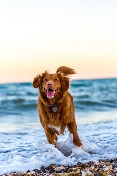 Daily hacks: Three cleaning hacks every pet owner should know