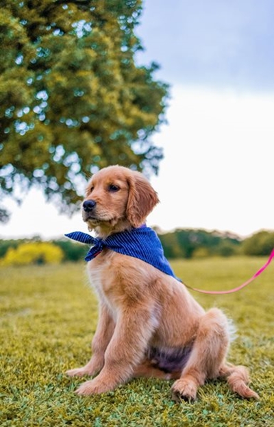 Leash up for a good cause
