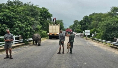 Missing white rhino reappears near Paul Kruger Gate amid heavy downpours