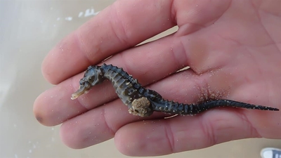 Seahorses too tiny to weather storms