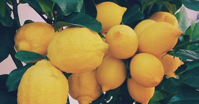 From fruit hawker to successful lemon exporter