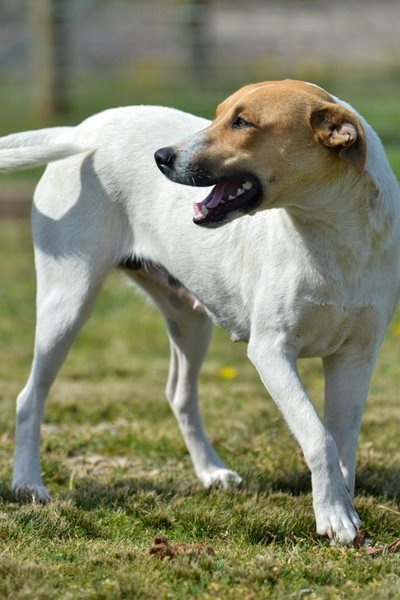 Beautiful Heidi up for adoption at the SPCA