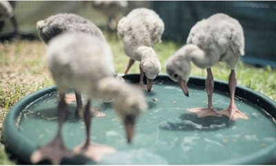 Rescue of flamingo chicks welcomed