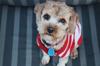 How to get rid of pet hair around your home