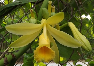 Do you know how these foods are grown?