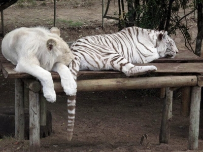 Miracle cures and bling – How SA is killing the world’s last living wild tigers