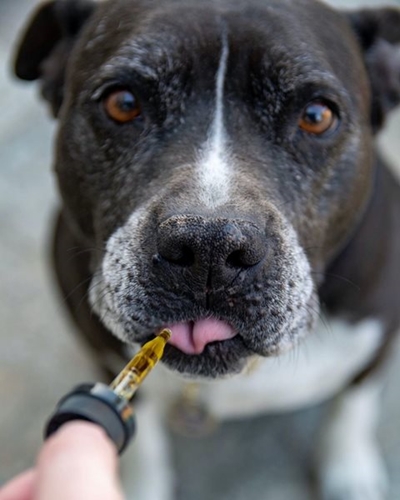 Camdeboo Veterinary Clinic warns of canine parvovirus