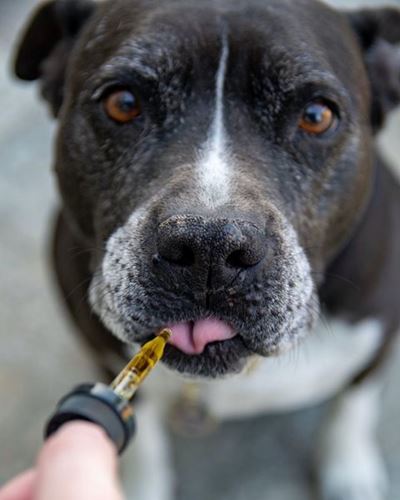 Camdeboo Veterinary Clinic warns of canine parvovirus