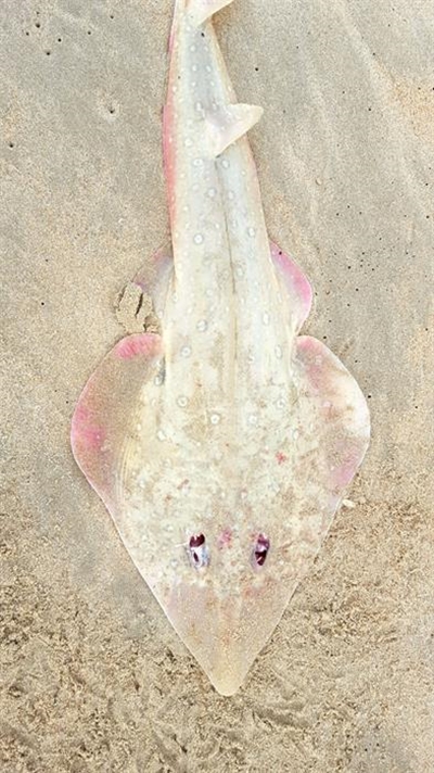 Discarding sand sharks a shame
