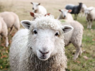 Wool sector could be in jeopardy 