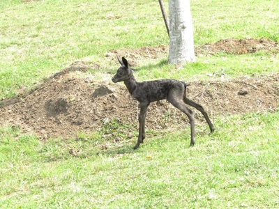 Kingswood hits hole-in-one with black springbok calf