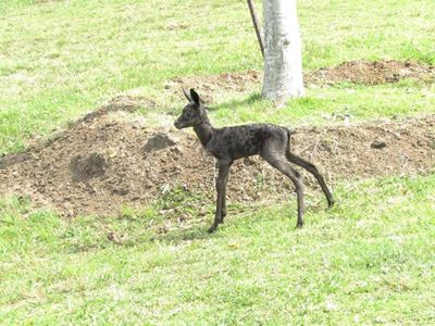 Kingswood hits hole-in-one with black springbok calf