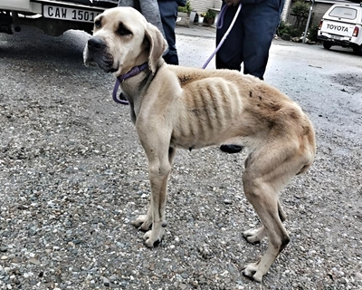 Emaciated boerboel saved just in time